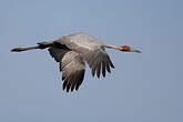 Grue brolga