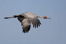 Grue brolga