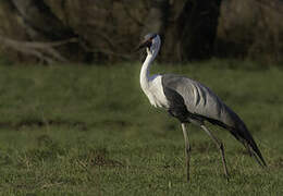 Wattled Crane