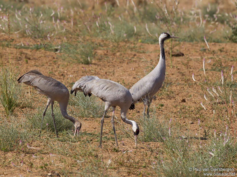 Common Crane