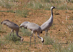 Common Crane