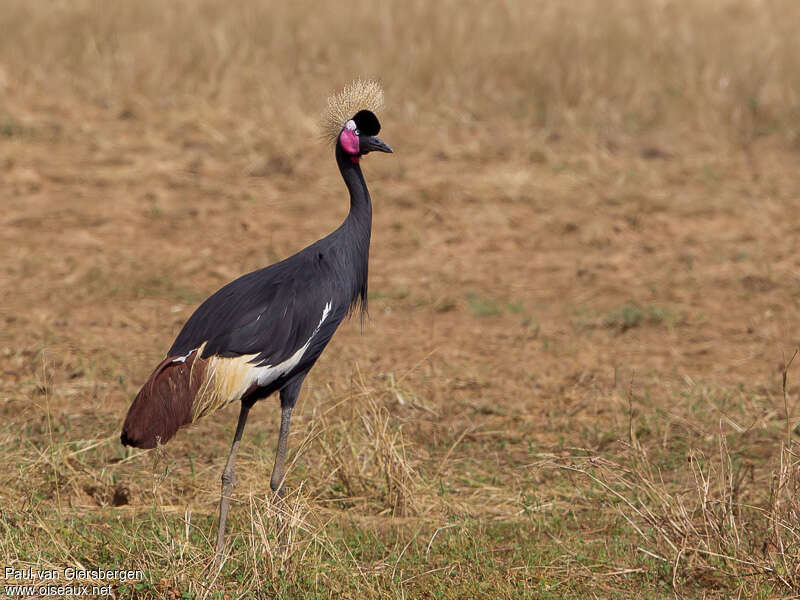 Grue couronnéeadulte nuptial, identification