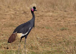 Black Crowned Crane