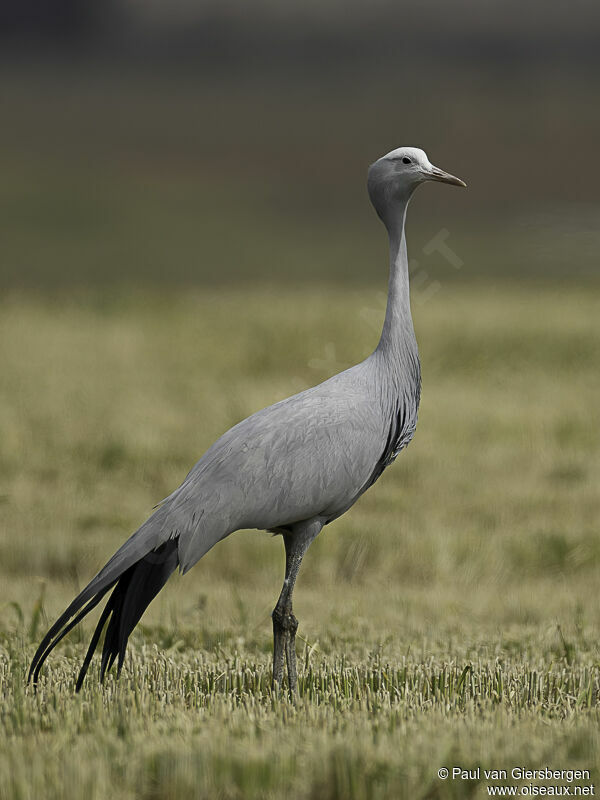 Blue Craneadult