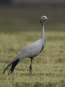 Blue Crane