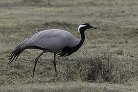 Demoiselle Crane