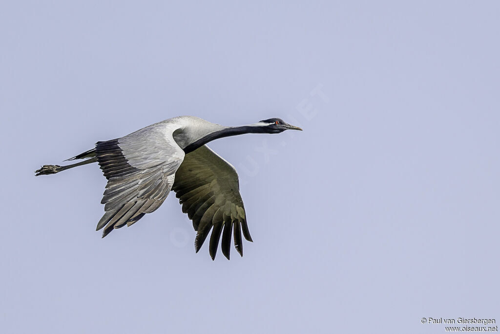 Grue demoiselleadulte