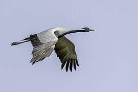 Demoiselle Crane