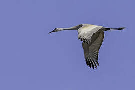 Sandhill Crane