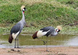 Grey Crowned Crane