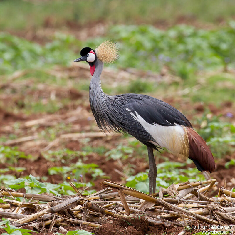 Grey Crowned Crane