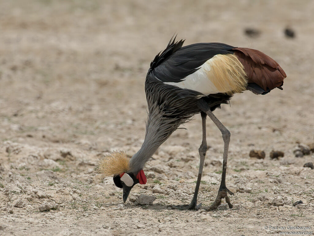 Grey Crowned Craneadult