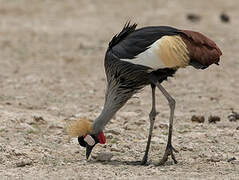 Grey Crowned Crane