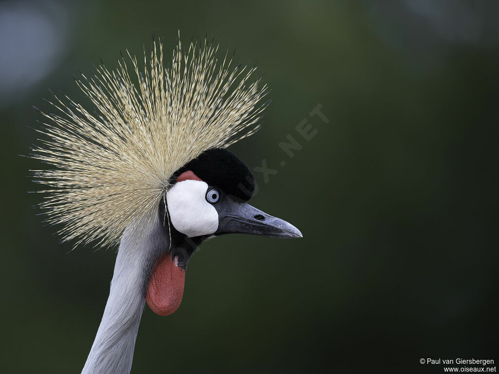 Grey Crowned Craneadult