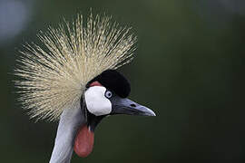 Grey Crowned Crane