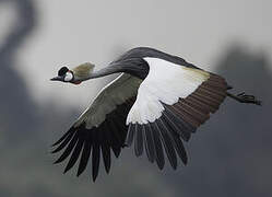 Grey Crowned Crane