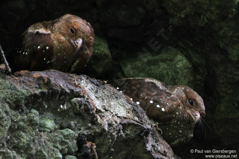 Oilbird