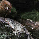 Guacharo des cavernes