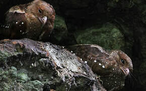 Guacharo des cavernes