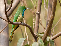 Blue-bearded Bee-eater