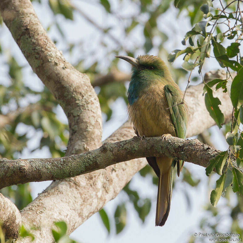 Blue-bearded Bee-eater