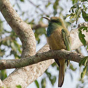 Blue-bearded Bee-eater