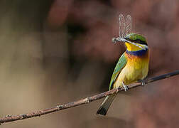 Blue-breasted Bee-eater