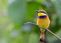 Blue-breasted Bee-eater