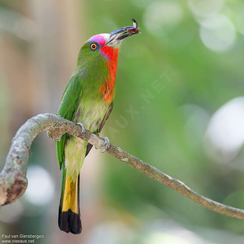 Guêpier à fraiseadulte, identification