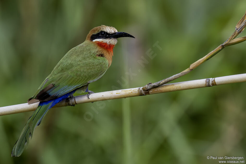 White-fronted Bee-eater