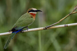 White-fronted Bee-eater