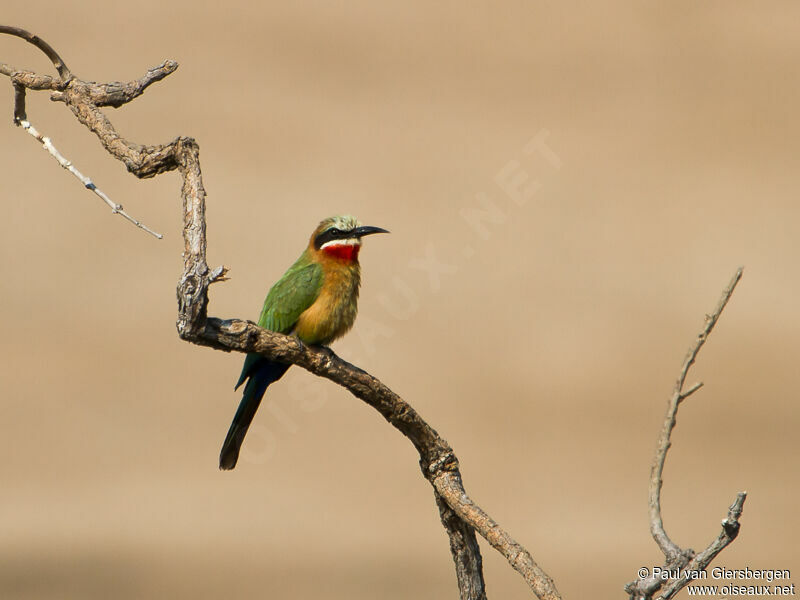 White-fronted Bee-eater