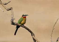 White-fronted Bee-eater