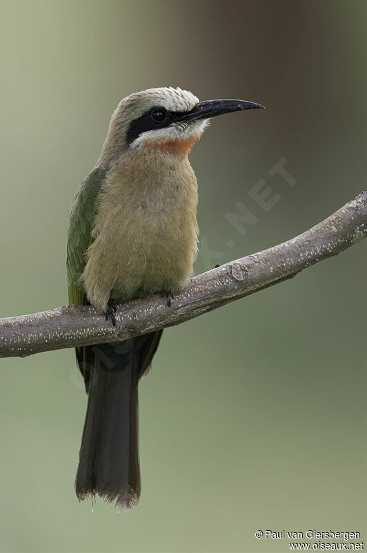 White-fronted Bee-eateradult