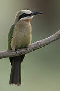 White-fronted Bee-eater