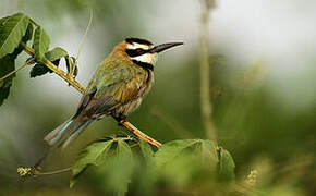 White-throated Bee-eater