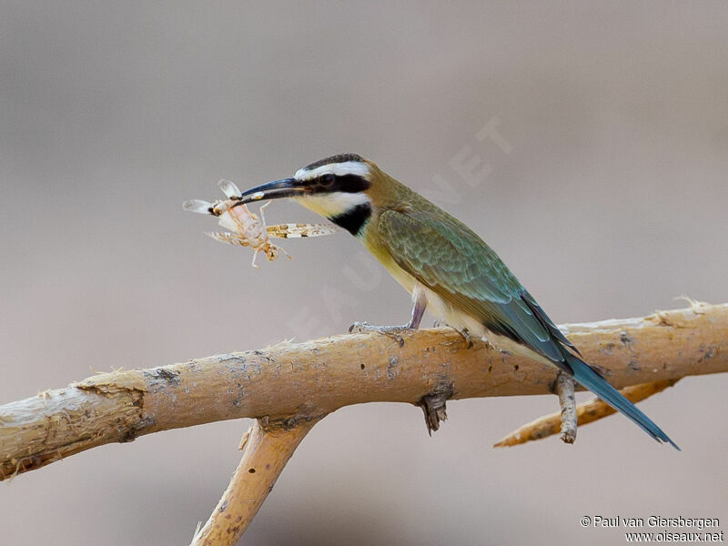 White-throated Bee-eater