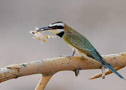 White-throated Bee-eater