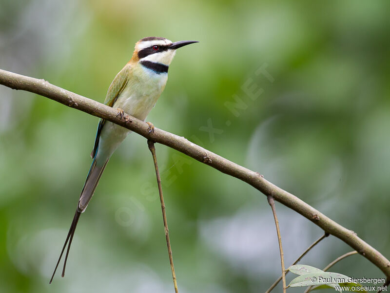 White-throated Bee-eater