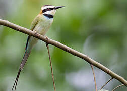 White-throated Bee-eater