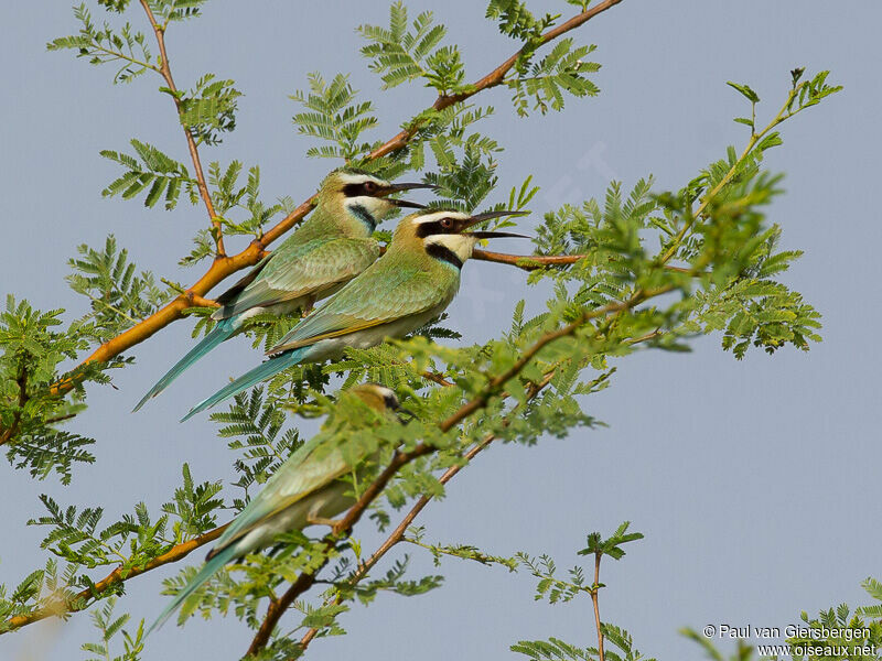 White-throated Bee-eater