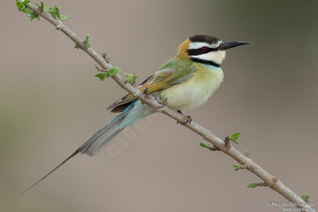 White-throated Bee-eateradult