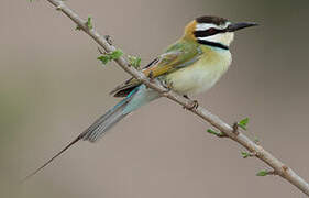 White-throated Bee-eater