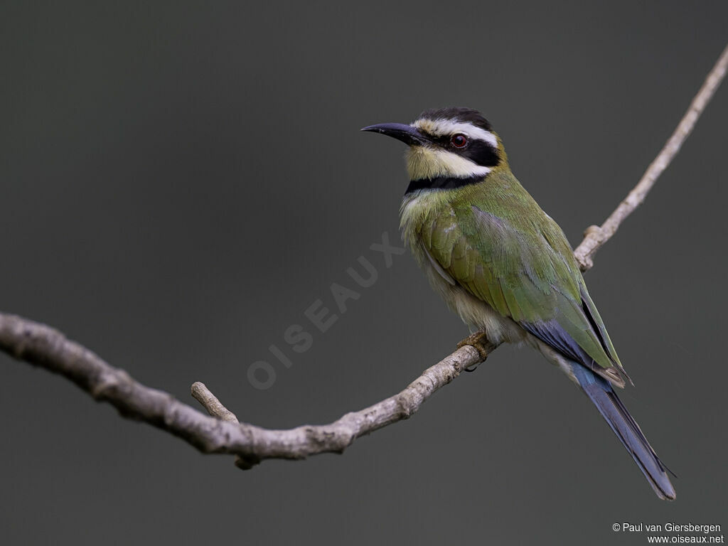 White-throated Bee-eateradult