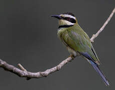 White-throated Bee-eater