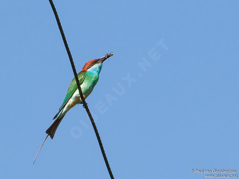 Blue-throated Bee-eater