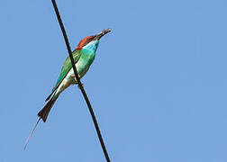 Blue-throated Bee-eater