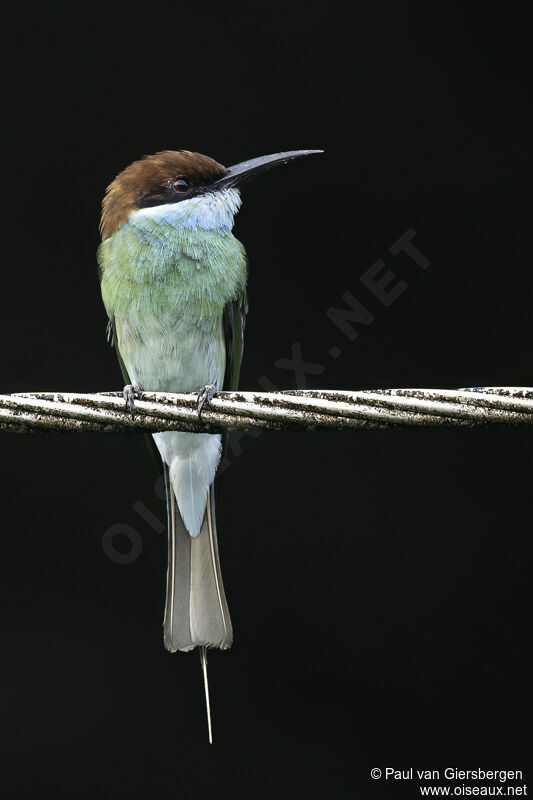 Blue-throated Bee-eateradult