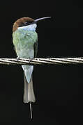 Blue-throated Bee-eater