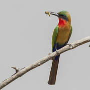 Red-throated Bee-eater